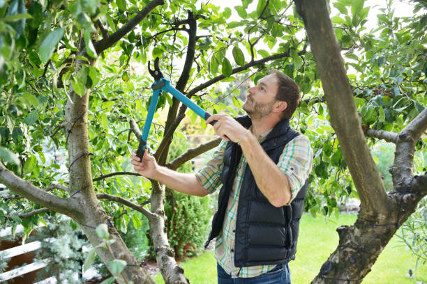 Best Soil Testing and Treatment  in Vineyard, UT